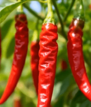 枝头红辣椒特写615#横屏 