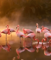 晨雾中湖泊边的火烈鸟群9724#横屏 