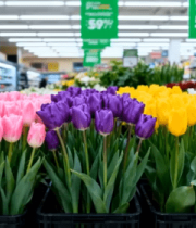 超市内多彩郁金香花卉素材10866#横屏 