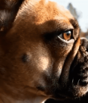 车内乘坐的法国斗牛犬11624#横屏 