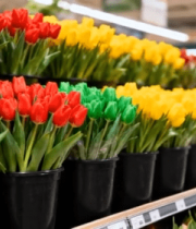 超市内摆放的多彩郁金香1425#横屏 