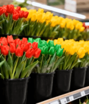 	 超市内摆放的多彩郁金香1425#横屏 