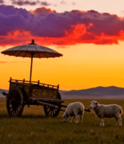 草原羊群与落日下的马车705#横屏 