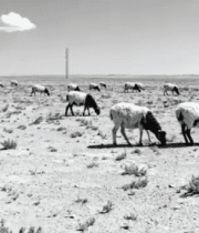 草原羊群放牧场景10378#横屏 