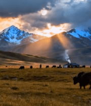 草原雪山下的牦牛牧场景色13098#横屏 