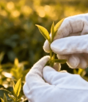 茶园手工采茶近景13163#横屏 