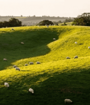 	 草原羊群放牧风景13885#横屏 