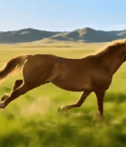 草原上奔跑的骏马(3)12909#横屏 