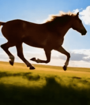 	 草原上奔跑的骏马(4)14472#横屏 