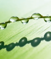 草叶上晶莹水滴特写7848#横屏 