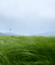 草原飞鸟远景画面11006#横屏 