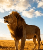 草原雄狮昂首眺望天空13024#横屏 