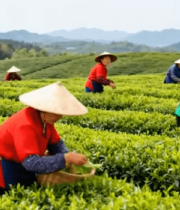 茶园采茶女采摘茶叶场景3544#横屏 