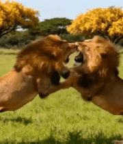 草原上雄狮对峙的瞬间4808#横屏 