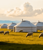 草原上羊群与蒙古包场景3432#横屏 