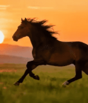 草原上夕阳下奔跑的骏马9893#横屏 