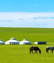 草原上马匹与蒙古包场景849#横屏 