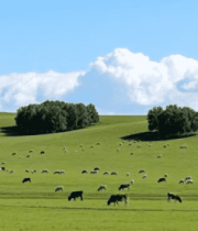 草原上牛羊群悠闲吃草场景11907#横屏 