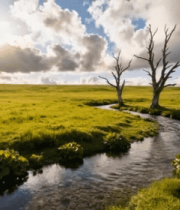 草原小溪枯树自然风光14938#横屏 