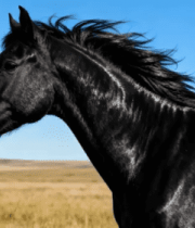 草原上的黑色骏马特写5292#横屏 