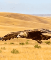 草原上飞翔的雄鹰4050#横屏 