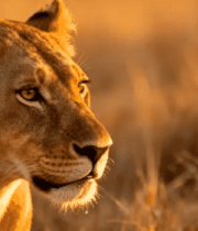 草原上的狮子特写镜头3971#横屏 