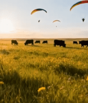 草原上滑翔伞飞行与牛群7121#横屏 