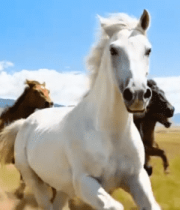 草原上奔腾的马群素材9194#横屏 