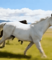 草原上奔跑的马群(2)3731#横屏 