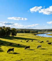 	 草原牧场牛羊群自然风光12210#横屏 