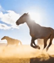 草原上奔跑的马群(3)5384#横屏 