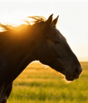 草原骏马夕阳下特写12231#横屏 