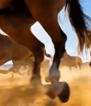 草原上奔跑的马群(7)11380#横屏 