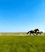 草原上奔跑的马群95#横屏 