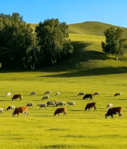 草原牛羊群放牧场景2455#横屏 