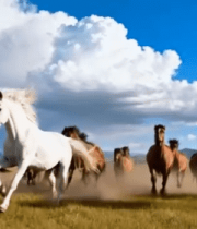 草原上奔跑的马群素材5092#横屏 