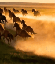 草原上奔跑的马群(4)6043#横屏 