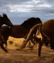 草原上奔跑的马群(9)14729#横屏 