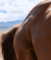 草原上奔跑的马群(1)1161#横屏 