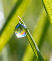 	 草叶上晶莹露珠特写7115#横屏 