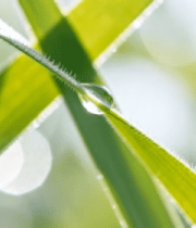 草叶上的晶莹水滴特写4587#横屏 