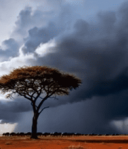 草原孤树与乌云景观9532#横屏 