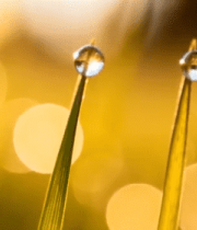 草尖上的清晨露珠特写7623#横屏 