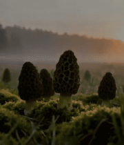 草地上的羊肚菌特写11995#横屏 