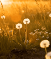 风光素材12064#横屏 