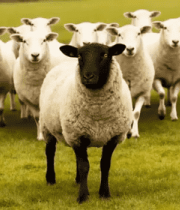 草地上行走的羊群11213#横屏 