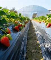 草莓种植园草莓生长素材8026#横屏 