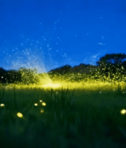 草地夜晚飞舞的萤火虫2575#横屏 