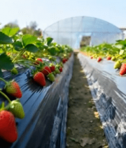 草莓种植园草莓生长素材8026#横屏 