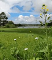 草地花丛大树自然风光场景12403#横屏 